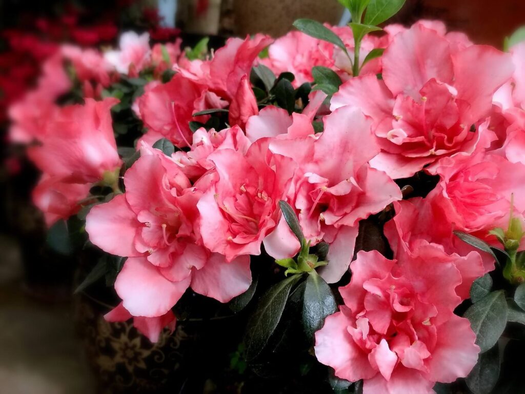Hoa đỗ quyên phù hợp trong phong thủy nhà ở cho người mệnh hỏa